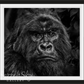 Kong-Photographic Print-David Yarrow-Sorrel Sky Gallery