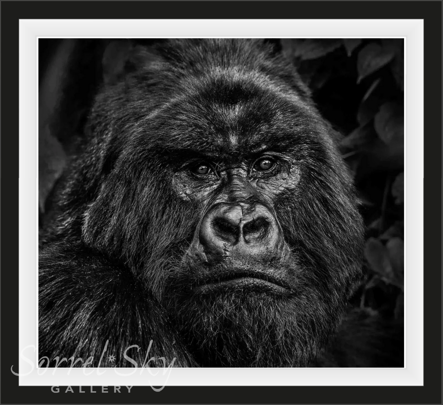 Kong-Photographic Print-David Yarrow-Sorrel Sky Gallery