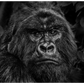 Kong-Photographic Print-David Yarrow-Sorrel Sky Gallery