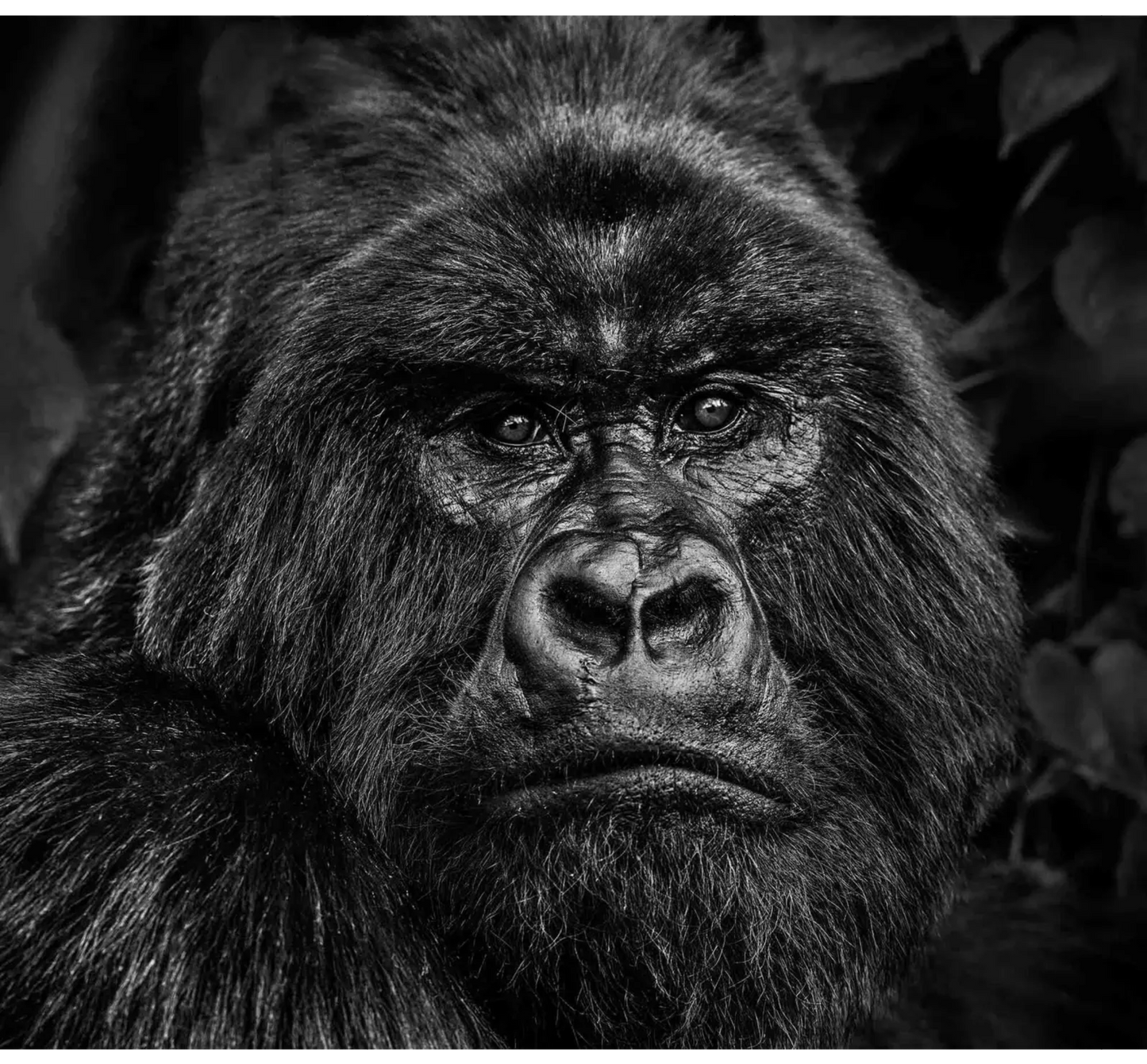 Kong-Photographic Print-David Yarrow-Sorrel Sky Gallery