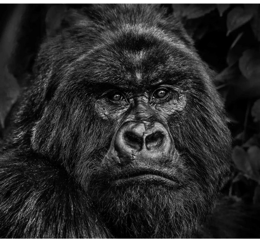 Kong-Photographic Print-David Yarrow-Sorrel Sky Gallery