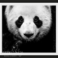 Kung Fu Panda-Photographic Print-David Yarrow-Sorrel Sky Gallery