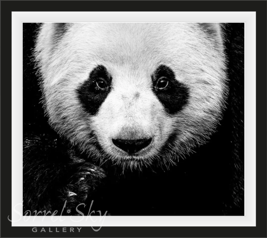 Kung Fu Panda-Photographic Print-David Yarrow-Sorrel Sky Gallery