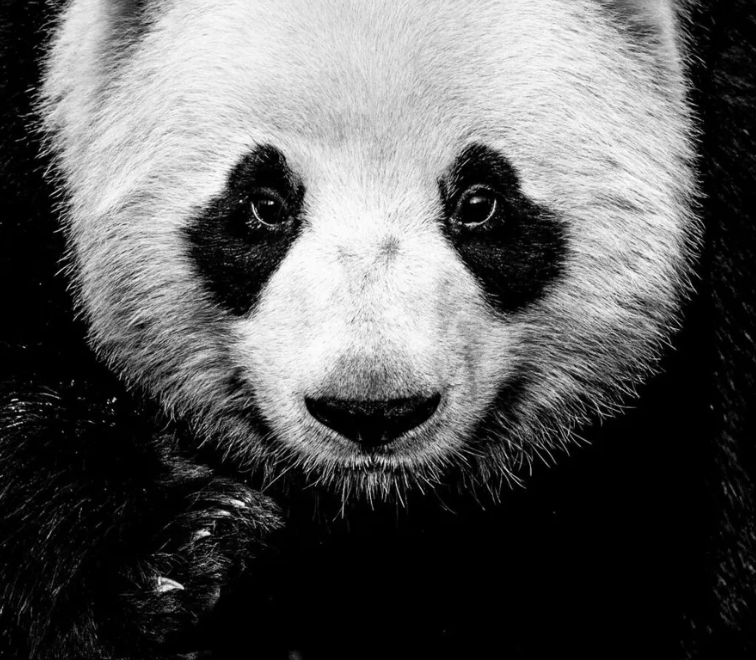 Kung Fu Panda-Photographic Print-David Yarrow-Sorrel Sky Gallery