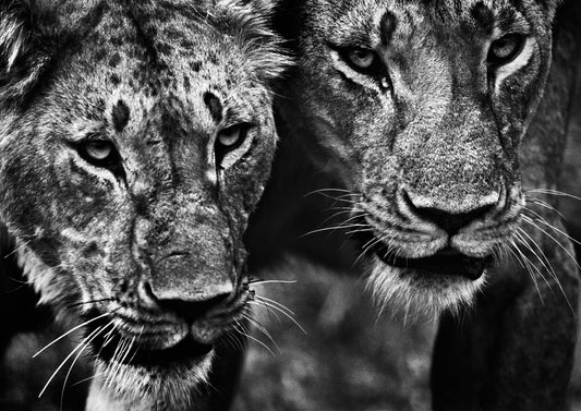 LET'S WAIT FOR THE GIRLS-Photographic Print-David Yarrow-Sorrel Sky Gallery