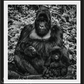 LIKE FATHER LIKE SON-Photographic Print-David Yarrow-Sorrel Sky Gallery