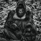 LIKE FATHER LIKE SON-Photographic Print-David Yarrow-Sorrel Sky Gallery