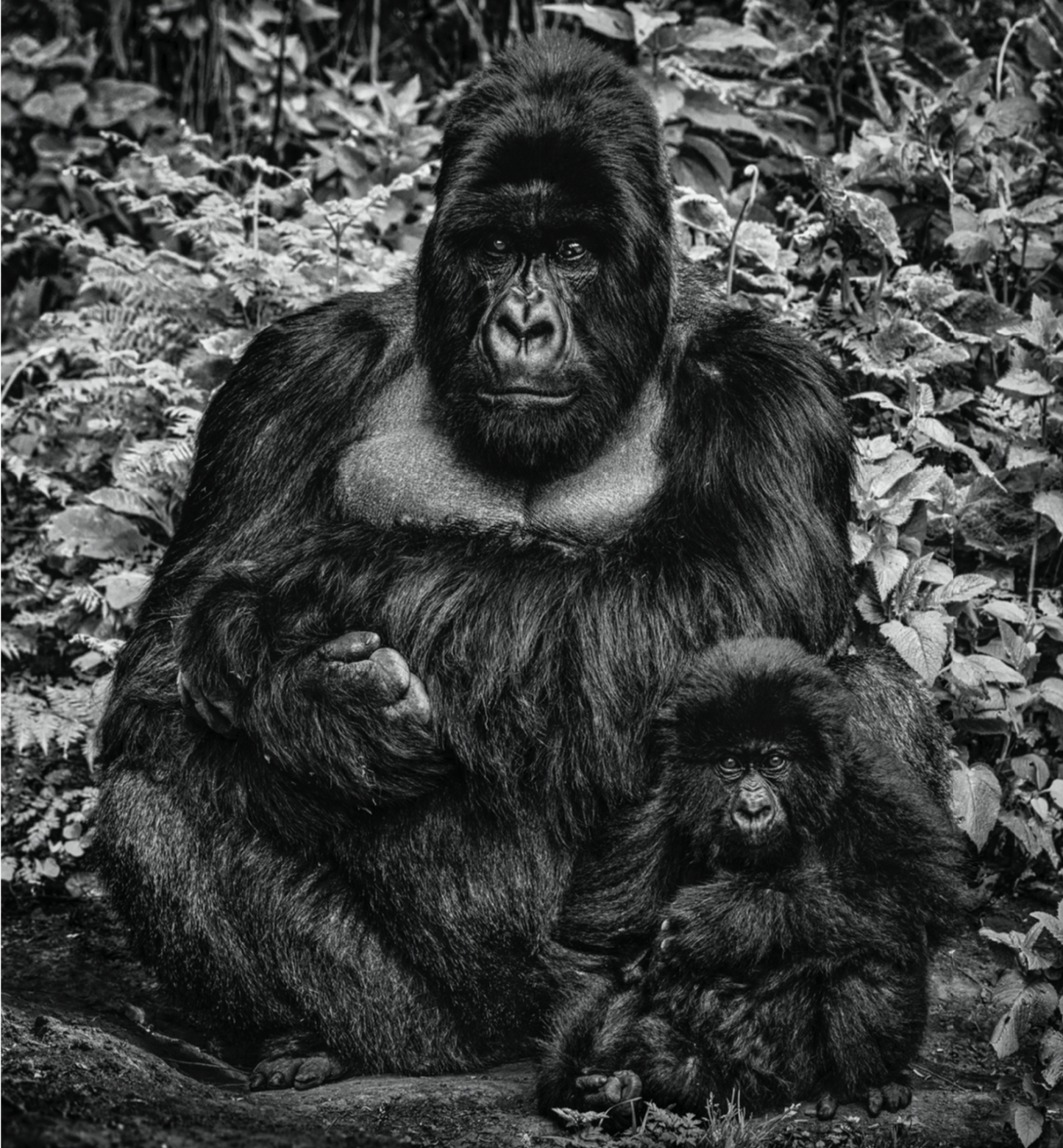 LIKE FATHER LIKE SON-Photographic Print-David Yarrow-Sorrel Sky Gallery