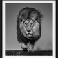 LOCKED AND LOADED-Photographic Print-David Yarrow-Sorrel Sky Gallery