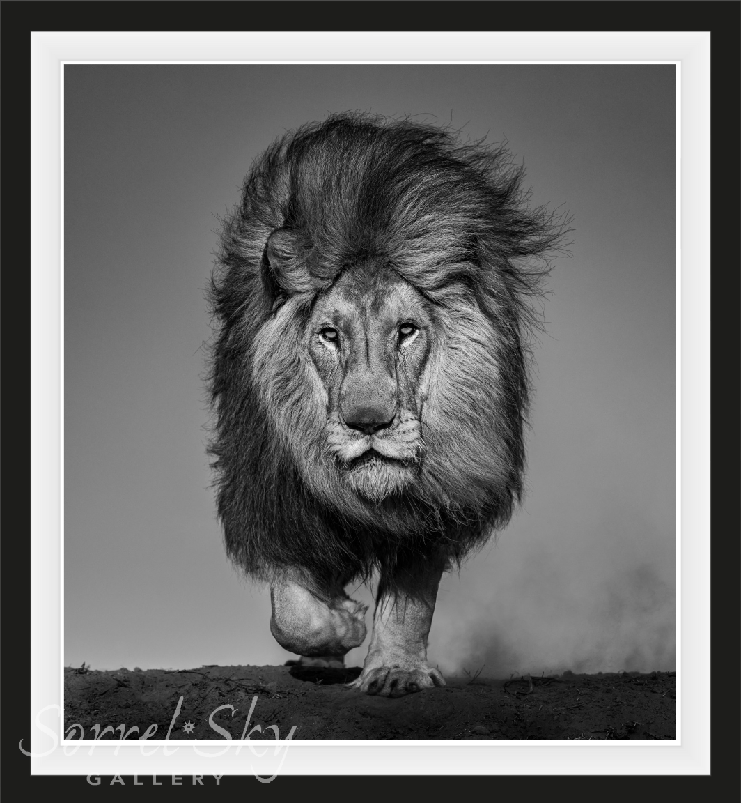 LOCKED AND LOADED-Photographic Print-David Yarrow-Sorrel Sky Gallery