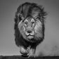 LOCKED AND LOADED-Photographic Print-David Yarrow-Sorrel Sky Gallery