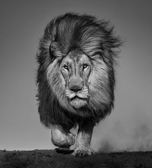 LOCKED AND LOADED-Photographic Print-David Yarrow-Sorrel Sky Gallery