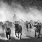 Lonesome Dove-Photographic Print-David Yarrow-Sorrel Sky Gallery