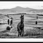 MAXIMUS-Photographic Print-David Yarrow-Sorrel Sky Gallery
