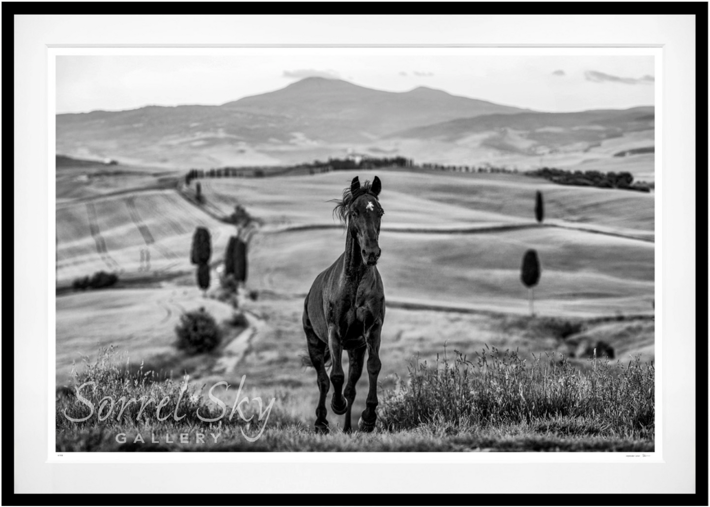 MAXIMUS-Photographic Print-David Yarrow-Sorrel Sky Gallery