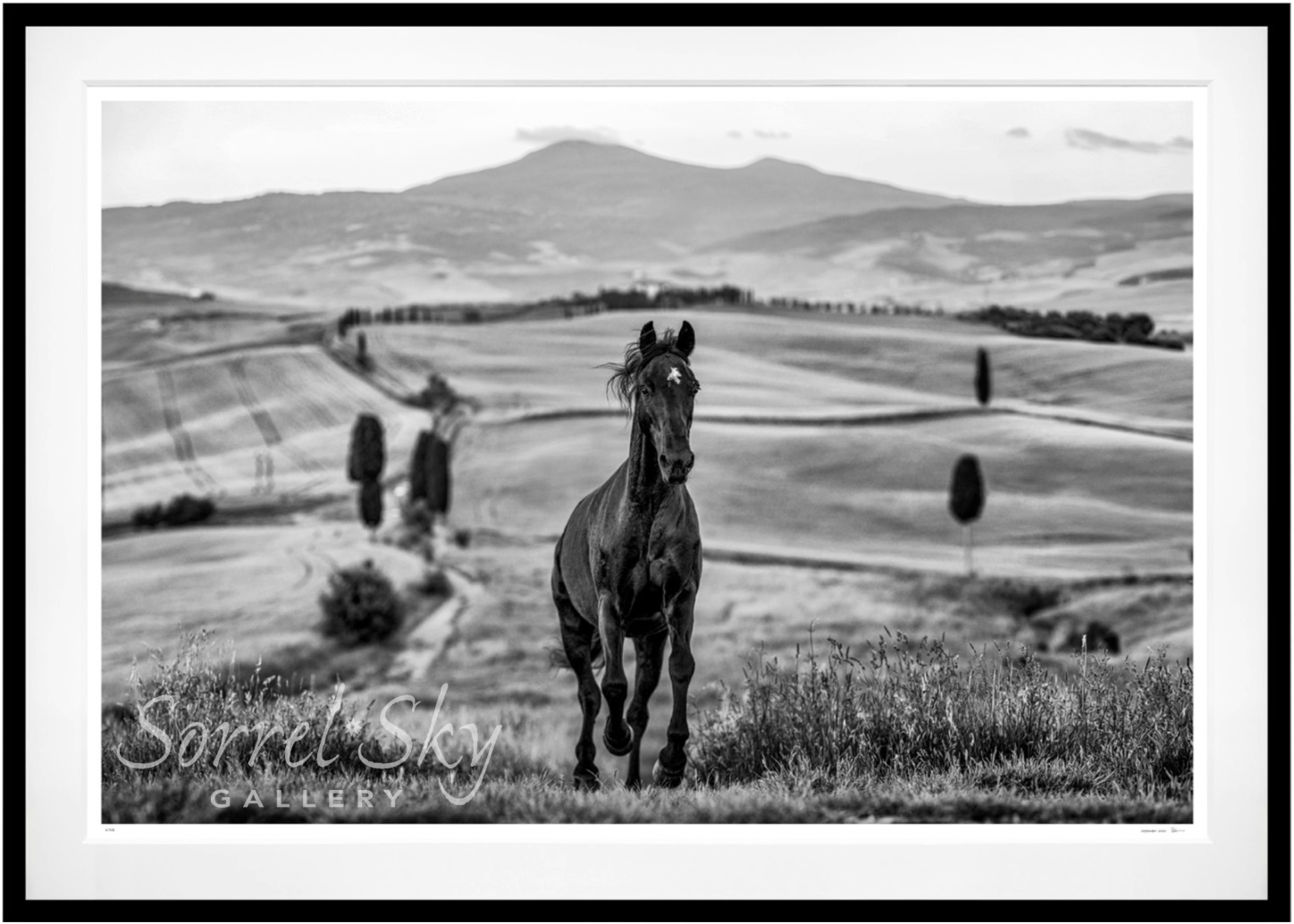 MAXIMUS-Photographic Print-David Yarrow-Sorrel Sky Gallery