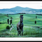 MAXIMUS (Colour)-Photographic Print-David Yarrow-Sorrel Sky Gallery