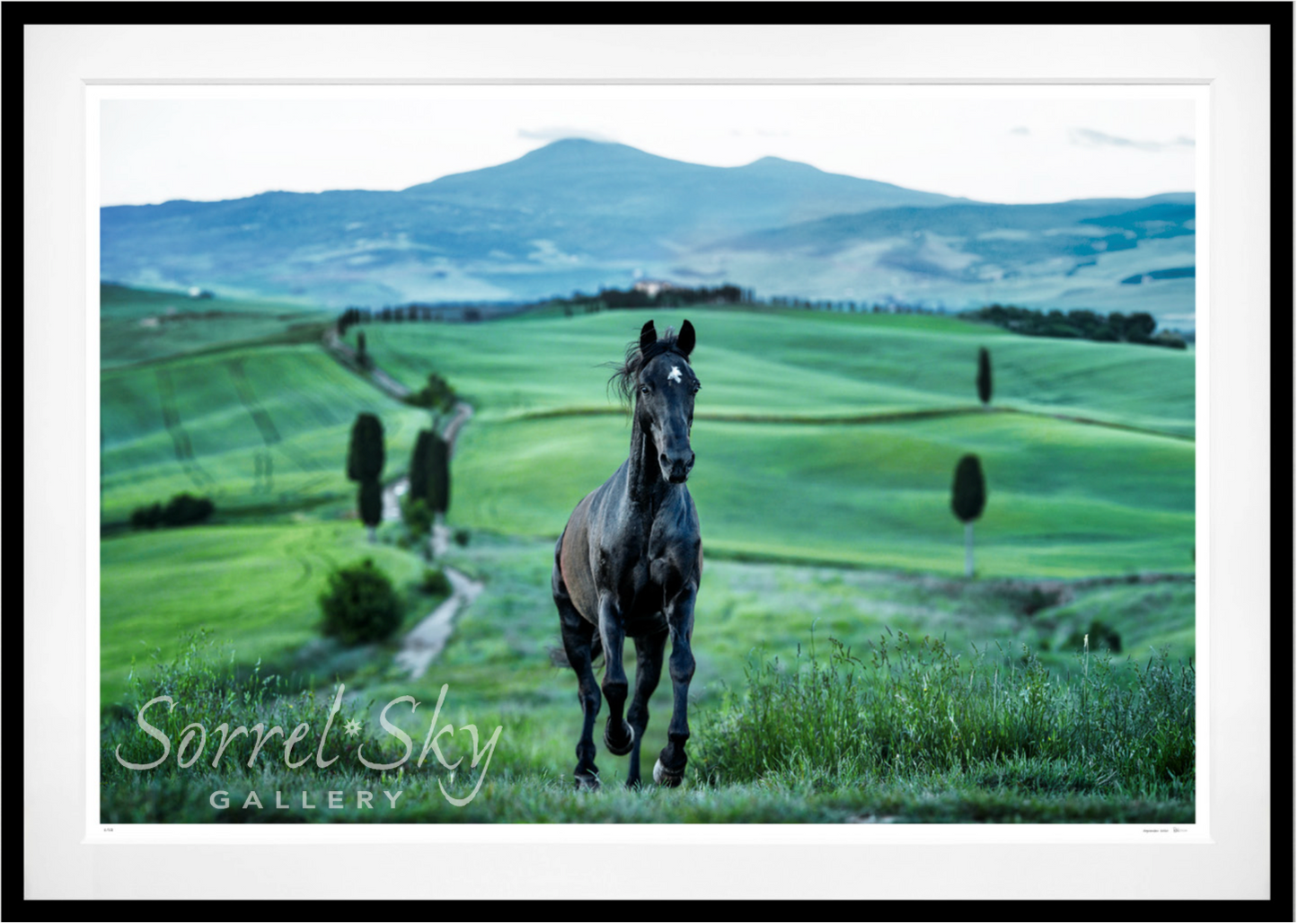 MAXIMUS (Colour)-Photographic Print-David Yarrow-Sorrel Sky Gallery