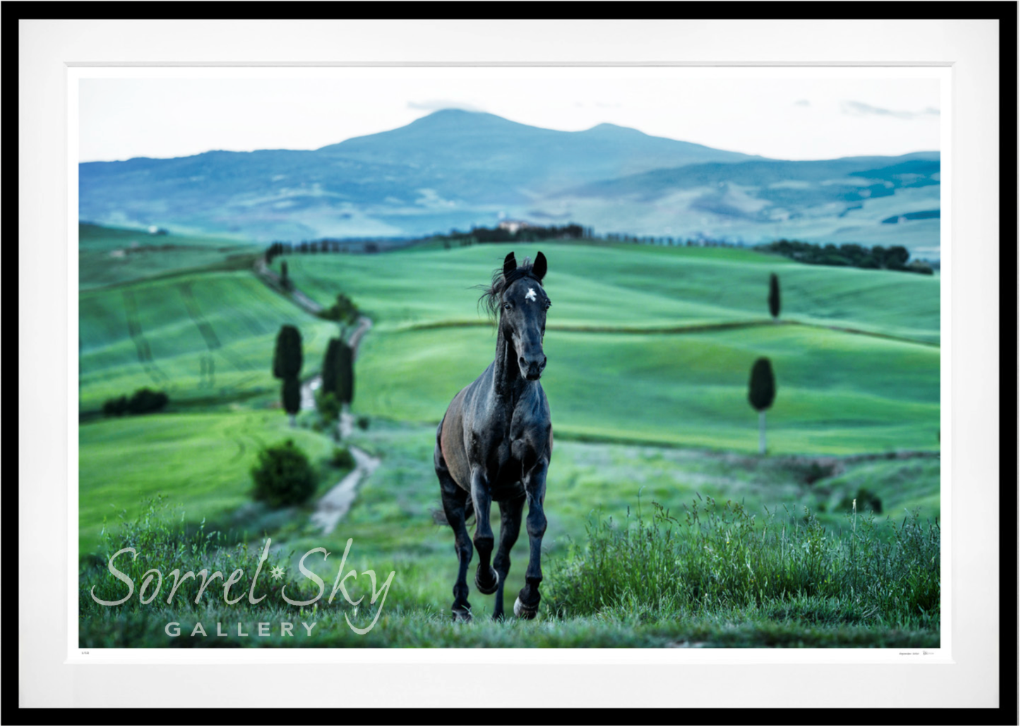 MAXIMUS (Colour)-Photographic Print-David Yarrow-Sorrel Sky Gallery