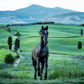 MAXIMUS (Colour)-Photographic Print-David Yarrow-Sorrel Sky Gallery