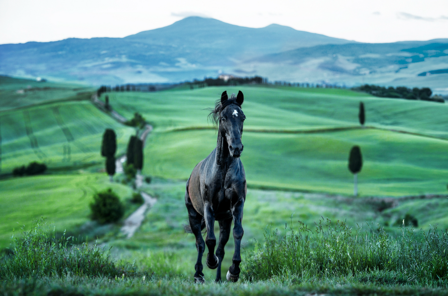 MAXIMUS (Colour)-Photographic Print-David Yarrow-Sorrel Sky Gallery