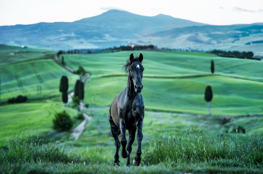 MAXIMUS (Colour)-Photographic Print-David Yarrow-Sorrel Sky Gallery