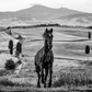 MAXIMUS-Photographic Print-David Yarrow-Sorrel Sky Gallery