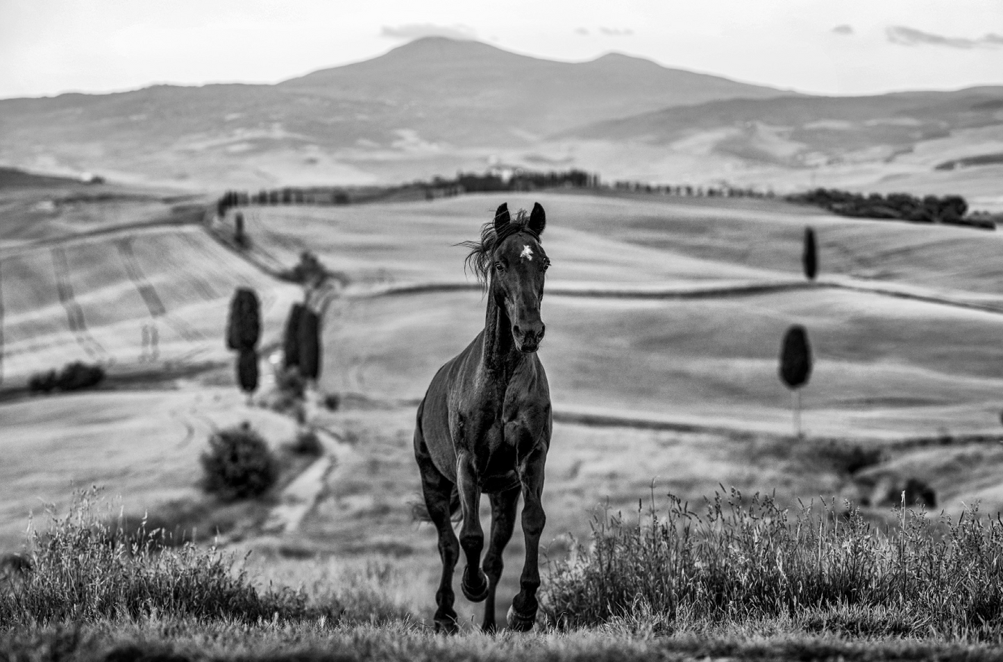 MAXIMUS-Photographic Print-David Yarrow-Sorrel Sky Gallery