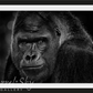 MY DEAR WATSON-Photographic Print-David Yarrow-Sorrel Sky Gallery