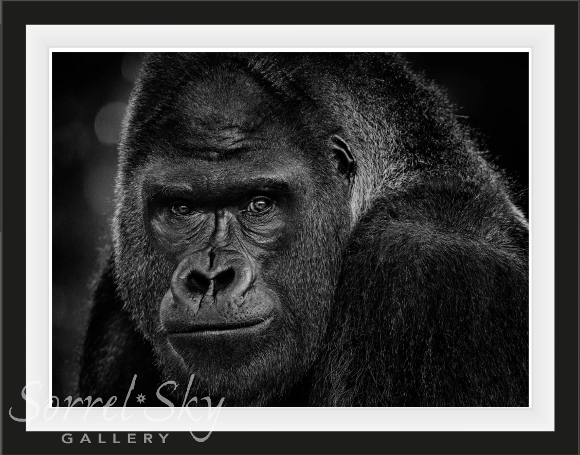 MY DEAR WATSON-Photographic Print-David Yarrow-Sorrel Sky Gallery