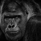 MY DEAR WATSON-Photographic Print-David Yarrow-Sorrel Sky Gallery