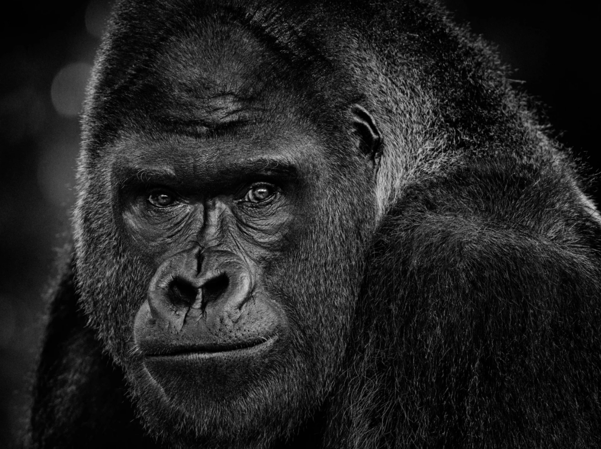 MY DEAR WATSON-Photographic Print-David Yarrow-Sorrel Sky Gallery