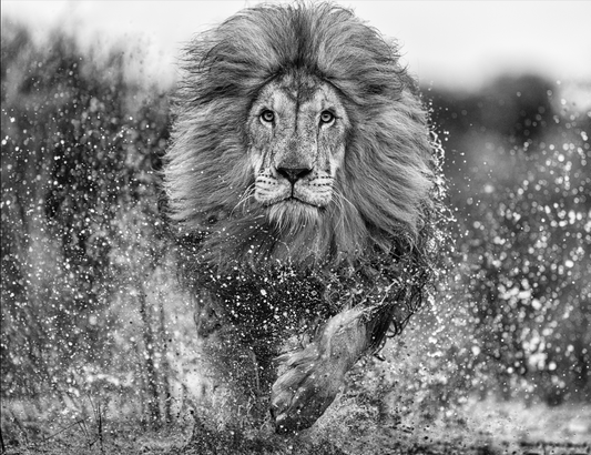 Marshlands-Photographic Print-David Yarrow-Sorrel Sky Gallery