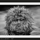 Miserable Monkey-Photographic Print-David Yarrow-Sorrel Sky Gallery