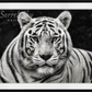 Mohan