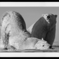 Monday Morning-Photographic Print-David Yarrow-Sorrel Sky Gallery