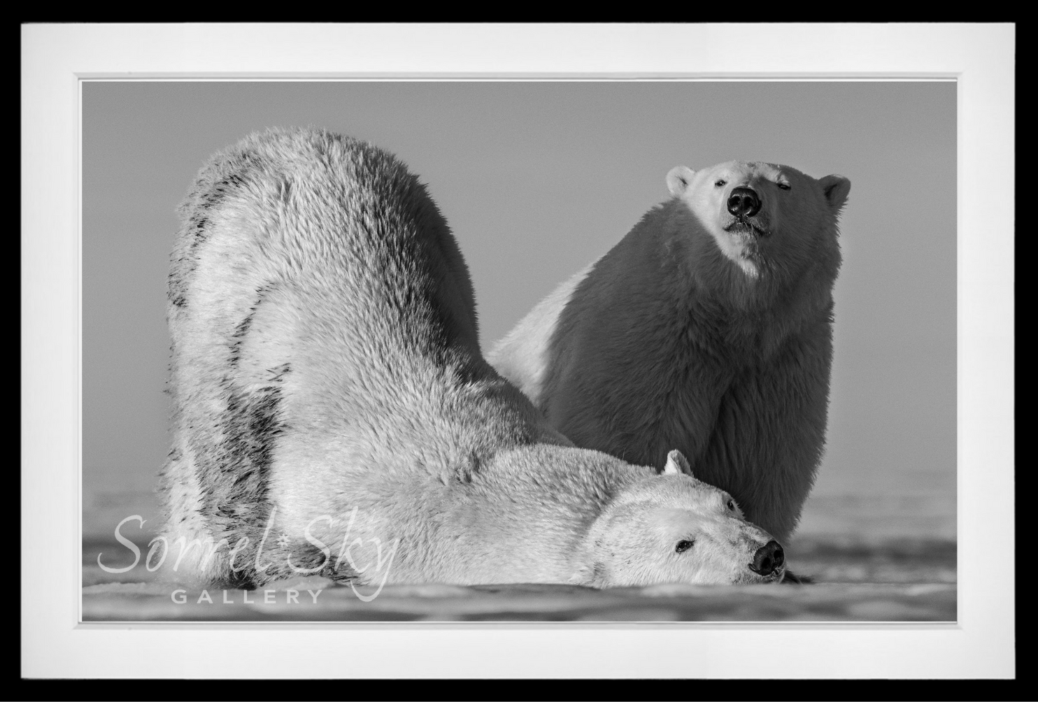 Monday Morning-Photographic Print-David Yarrow-Sorrel Sky Gallery