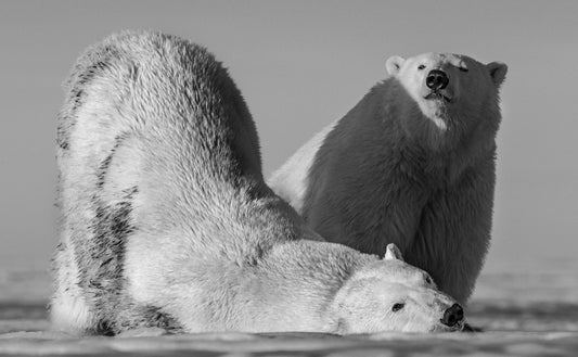 Monday Morning-Photographic Print-David Yarrow-Sorrel Sky Gallery