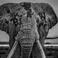 Mud-Photographic Print-David Yarrow-Sorrel Sky Gallery