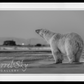 My Place or Yours-Photographic Print-David Yarrow-Sorrel Sky Gallery