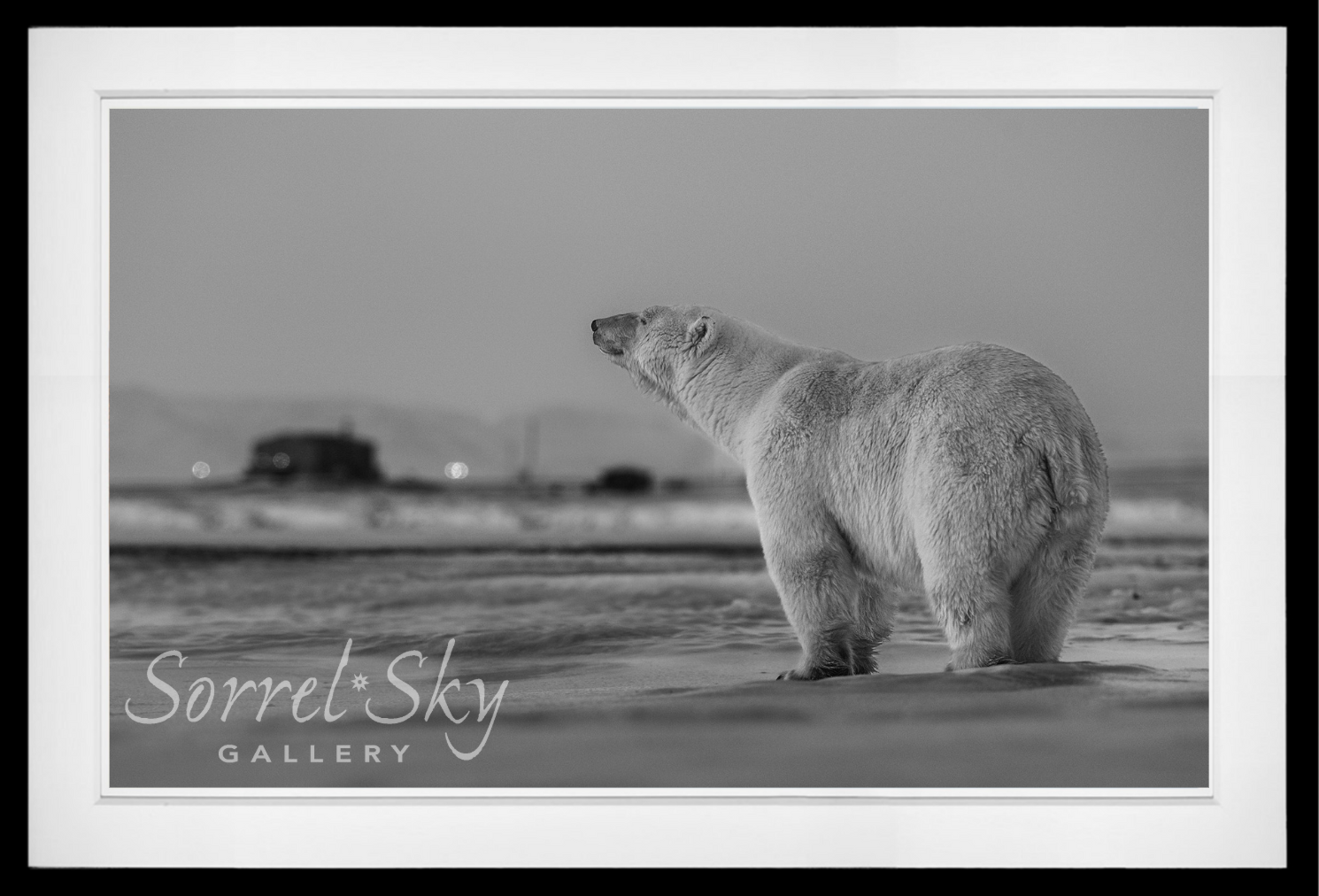 My Place or Yours-Photographic Print-David Yarrow-Sorrel Sky Gallery