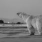 My Place or Yours-Photographic Print-David Yarrow-Sorrel Sky Gallery