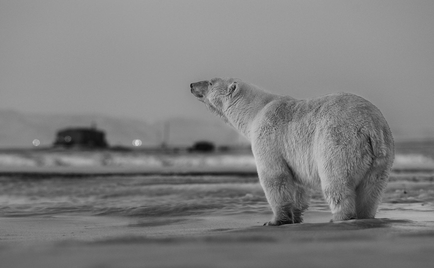 My Place or Yours-Photographic Print-David Yarrow-Sorrel Sky Gallery