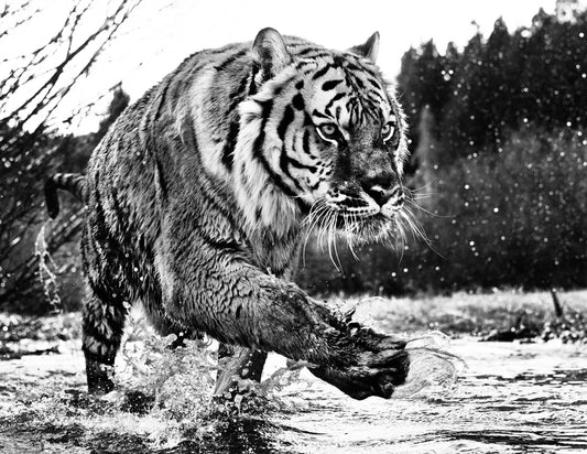 Mystic River-Photographic Print-David Yarrow-Sorrel Sky Gallery