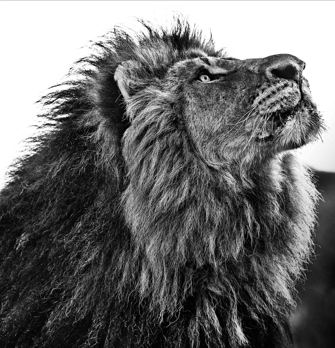 NKOSI SIKELEL' IAFRIKA | Lion | David Yarrow Photography | Sorrel