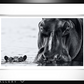 NO NEARER-Photographic Print-David Yarrow-Sorrel Sky Gallery