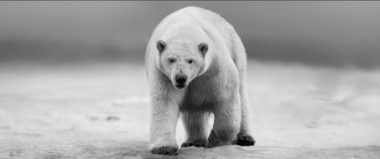 NO TIME TO KILL-Photographic Print-David Yarrow-Sorrel Sky Gallery