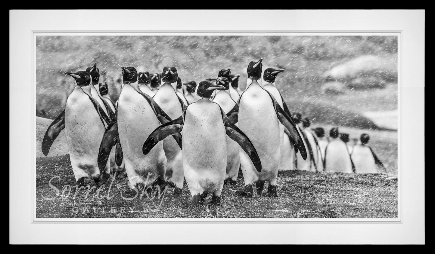 Napoleon-Photographic Print-David Yarrow-Sorrel Sky Gallery