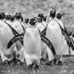 Napoleon-Photographic Print-David Yarrow-Sorrel Sky Gallery