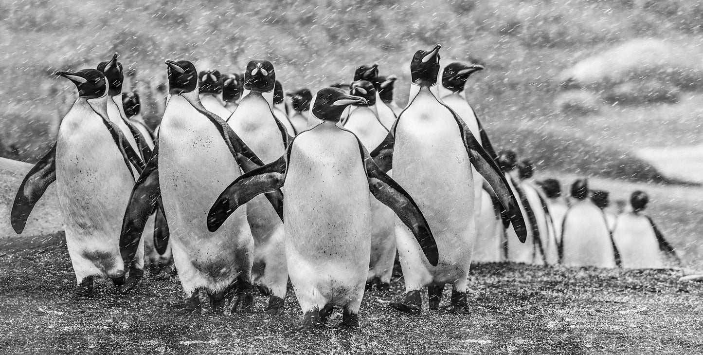 Napoleon-Photographic Print-David Yarrow-Sorrel Sky Gallery